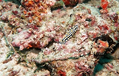 Velidhu - 2013_03_14 - IMG_0747rf_Nudibranche_Aquarium_Plongee